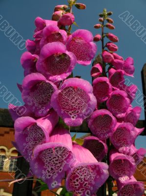 foxglove against blue sky