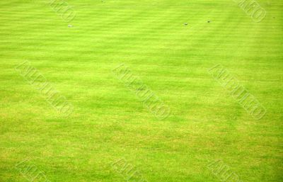Playing field