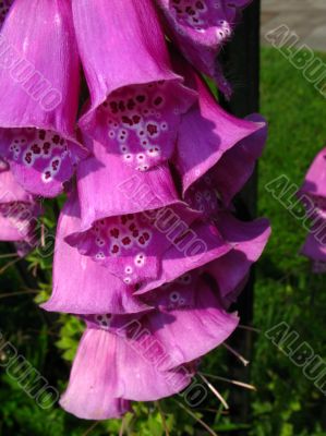 Foxglove