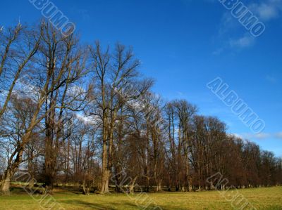 An avenue of trees