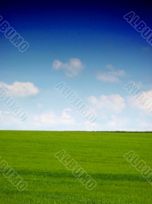 Green grass and blue sky