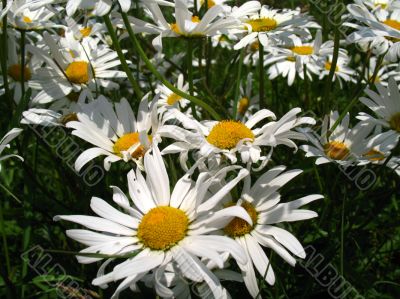Group of large daisies