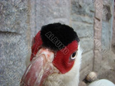 White a pheasant Crossoptilon crossoptilon