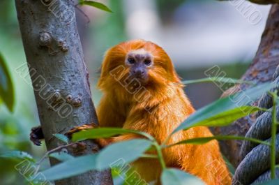 Golden Tamarin Monkey