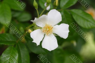 rambling rose flower
