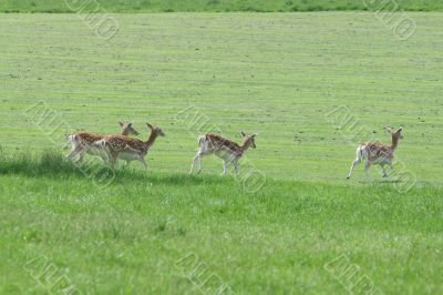 female fallow deer