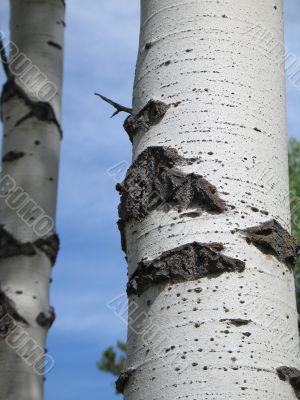 birch tree