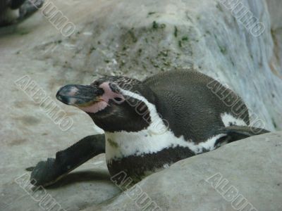 penguin galapagossky Spheniscus mendiculus