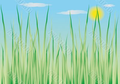 herbal background