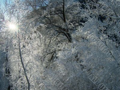 frozen trees