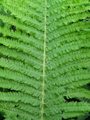 Fern leaf