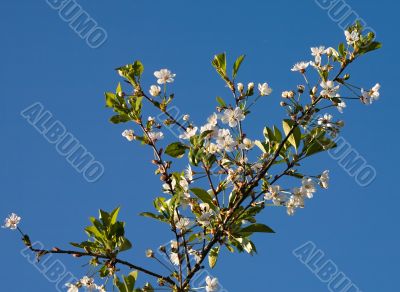 cherry tree branch in blossom