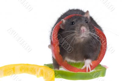 funny rat