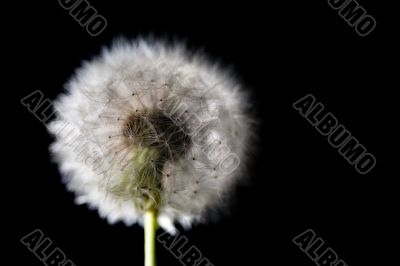 white fuzz dandelion