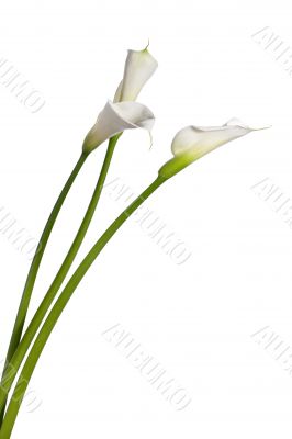 three calla lilies