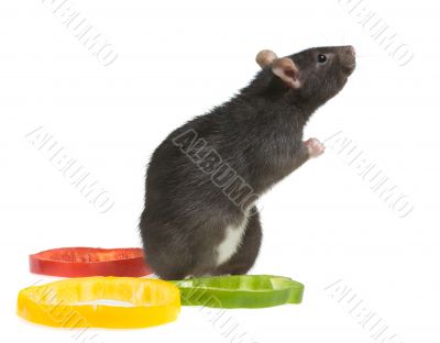 praying rat
