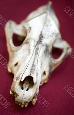 skull