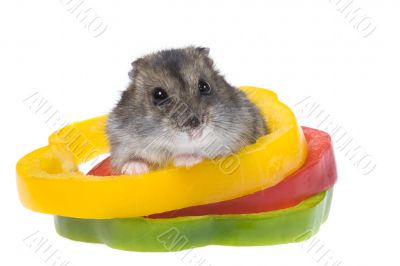 dwarf hamster
