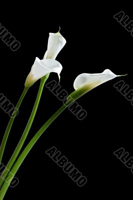 three calla lilies