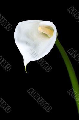 calla lily