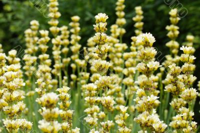 sisyrinchium striatum