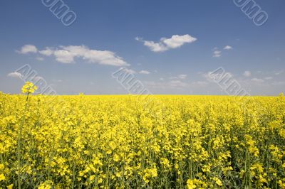 rape field