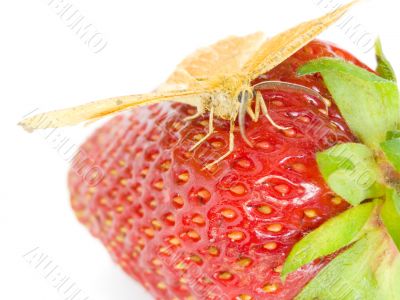 Strawberry butterfly