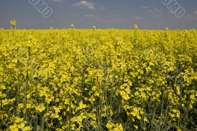 rape field