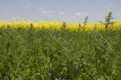 rape field