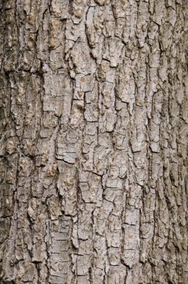 Tree bark
