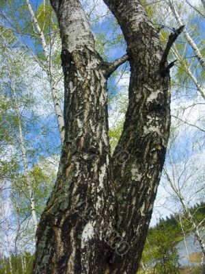 The spring sky through branches of a birch.