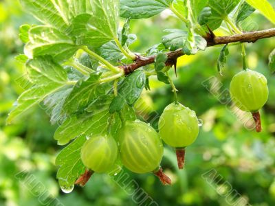 green gooseberries