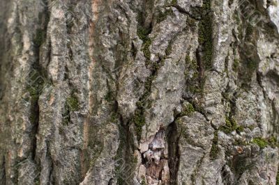 old tree bark