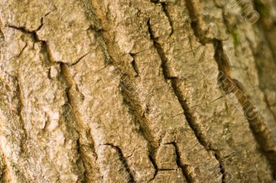 old tree bark