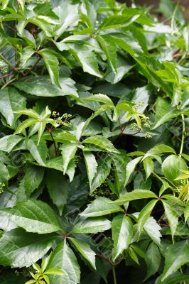 virginia creeper