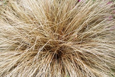 grass background