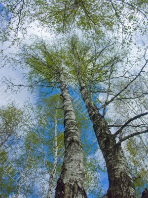 The spring sky through branches of a birch 2