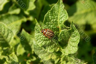 Colorado beetle