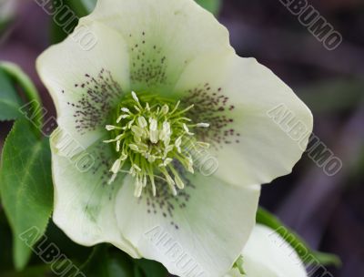 hellebore