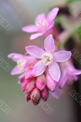 flowering redcurrant