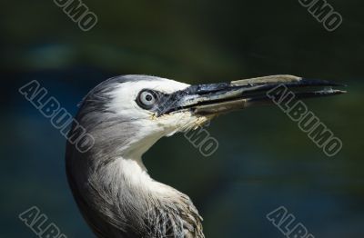 Head of a white-faced heron