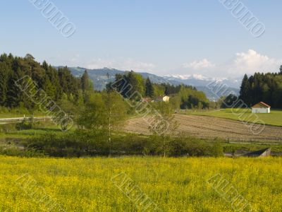 Rape field