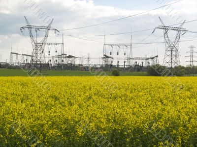 Rape field