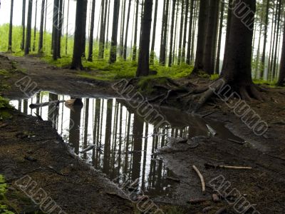Puddle in forest