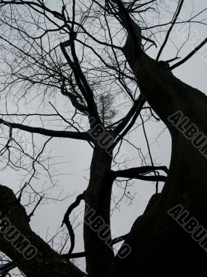 Twisted tree