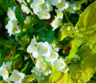 Tree flowers