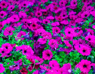 Red flowers