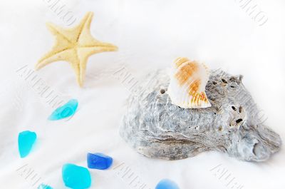 Seashells