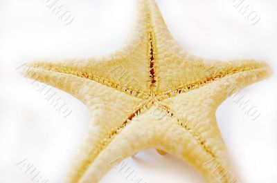 Starfish
