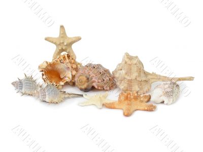 A composition made from shells and starfishes - 2